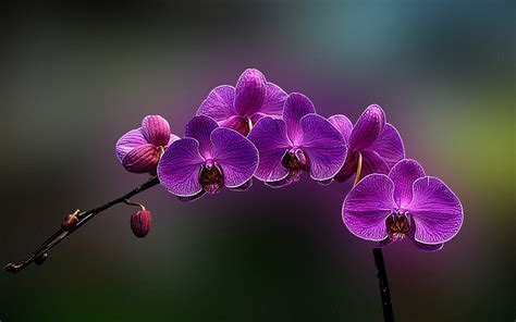 Orchids Wallpapers - Wallpaper Cave