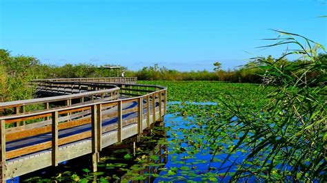 Best things to do in the Everglades - Indie Campers