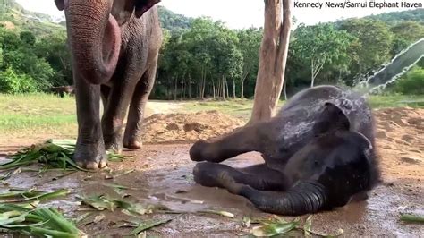 Precious baby elephant enjoys water play as visitors watch | Fox News Video