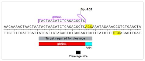 CRISPR: Guide to gRNA design