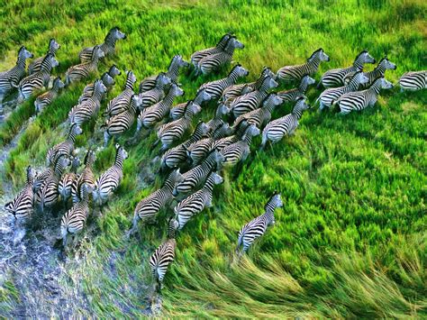 wallpaper zebra herd, grass, running HD : Widescreen : High Definition ...