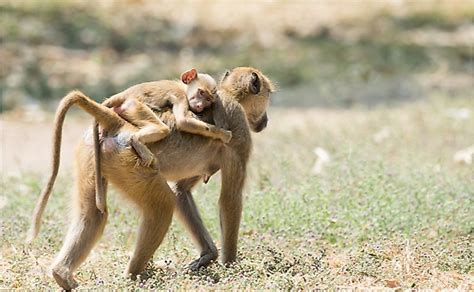 10 Animals Found In Malawi - WorldAtlas