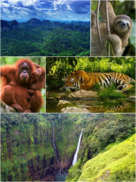 Top 124+ Tropical evergreen forest animals with their names ...