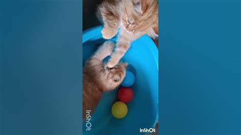 Enjoy 😁 Funny cat 🐈 moments." - YouTube