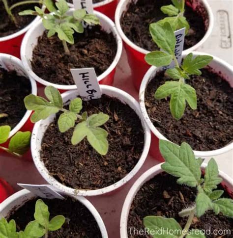 How to Transplant Tomato Seedlings