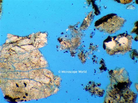 Microscope World Blog: Student Project: Soil Under the Microscope