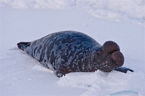 Hooded Seal (Bladder-nosed Seal) Facts, Habitat, Diet, Life Cycle, Baby ...