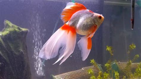 Aquarium Poissons Rouges Goldfish - Généralités - YouTube