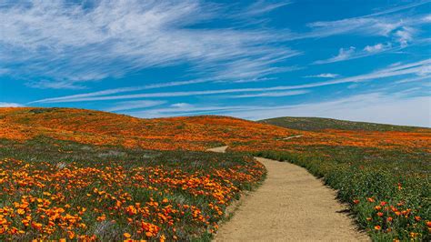 antelope-valley-poppy-reserve - WE LIKE L.A.