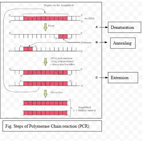 Identify and explain steps ‘A’, ‘B’ and ‘C’ in the PCR diagram given below.