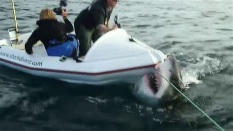 VIDEO: Great white shark attacks film crew members - ABC7 San Francisco