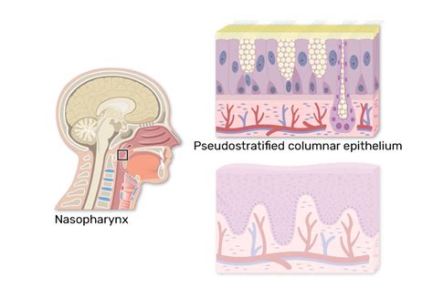 Pseudostratified Columnar Epithelium With Goblet Cells