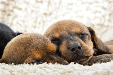 Sleeping Dachshund Puppies Photograph by SR Green - Fine Art America