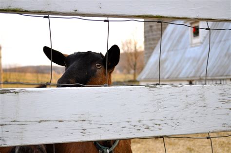 The Education of a Beginning Goat Farmer - Cornell Small Farms