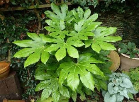 Fatsia japonica - Japanese Aralia - The Seed Vine