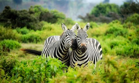 Zebra Fact Sheet | Blog | Nature | PBS