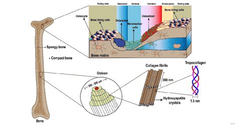 The bone structure. The magnified image shows the physiological ...