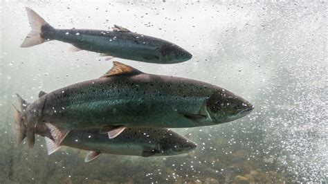 The Real Difference Between Farmed Salmon And Wild Salmon