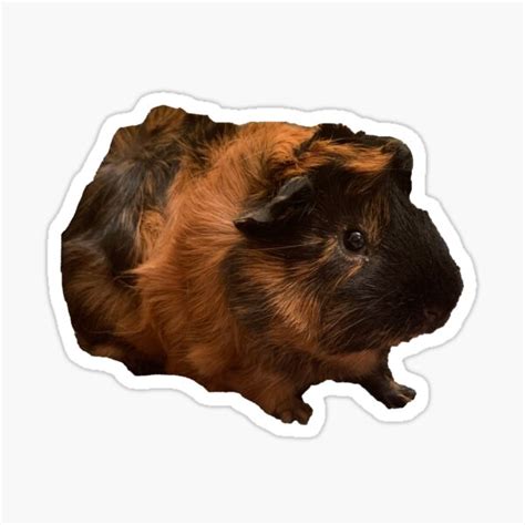 "Abyssinian Guinea Pig" Sticker for Sale by Kaydileigh | Redbubble