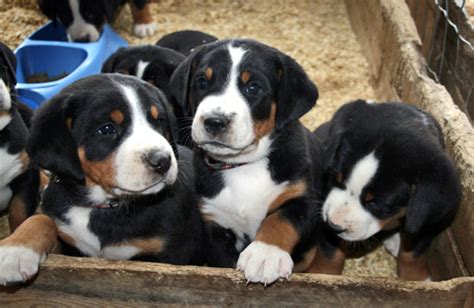 Appenzeller Mountain Dog Info, Temperament, Puppies, Pictures