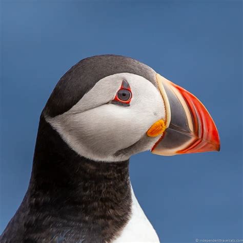 Puffins in Iceland: A Guide to Where to See Puffins in Iceland