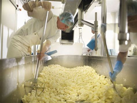 Six Important Steps in Cheesemaking