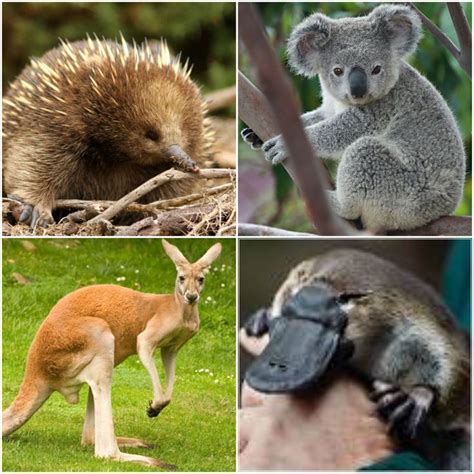 The most famous native animals in Australia are kangaroos, koalas ...