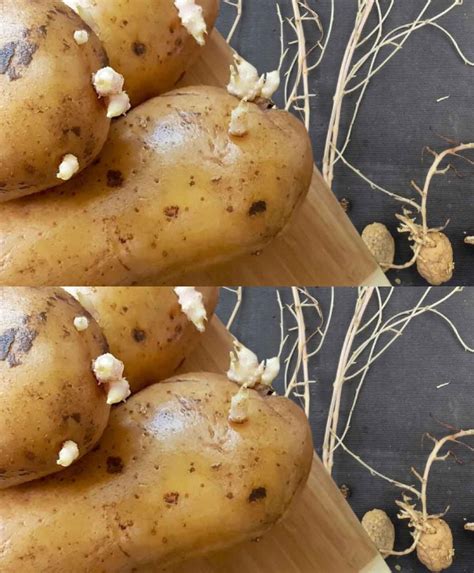 How to prevent potatoes from sprouting? Here are some simple tips that ...