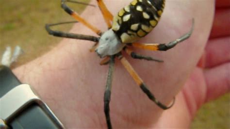 8 Pics Yellow Garden Spider Poisonous And Review - Alqu Blog