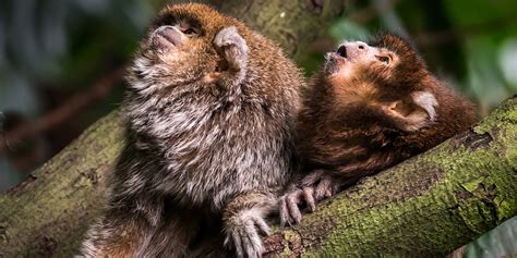 Titi monkey | Smithsonian's National Zoo and Conservation Biology Institute