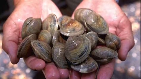 Facts: Bivalves - YouTube