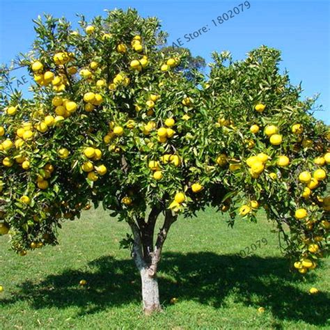 Pomelo Seeds 50pcs - Best Seeds Online | Free Shipping Worldwide ...