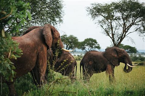 "Herd Of Elephants In Africa" by Stocksy Contributor "Branden Harvey ...