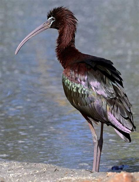 Glossy Ibis | Ibis, Pretty birds, Animals