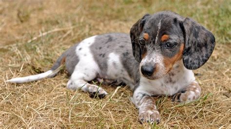 12 Dachshund Colors, Patterns, & Markings (With Pictures) | Hepper