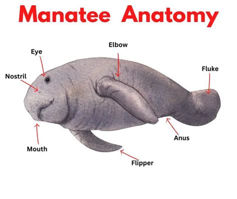 Manatee Facts for Kids