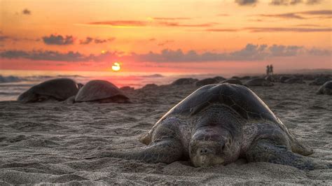 Turtle, beach, sunset 2560x1600 , turtle beach HD wallpaper | Pxfuel