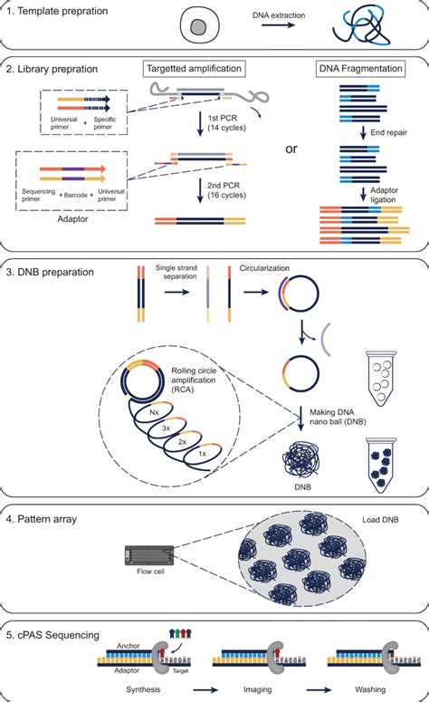 Illustrations of the general workflow of the MGI sequencers ...