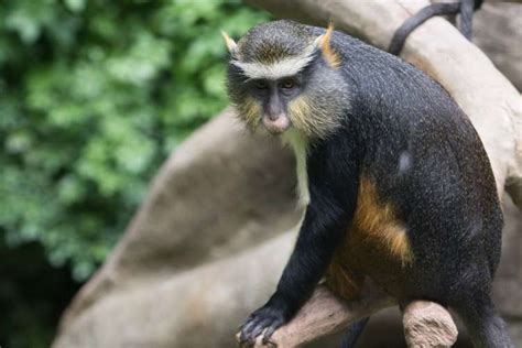 Wolf’s Guenon - Zoo Atlanta