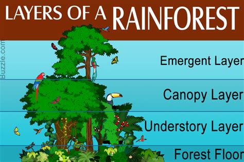 facts about the rainforest for kids - Google Search in 2020 ...