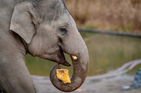 Zoo studies show vacuuming DNA from air could help track endangered ...