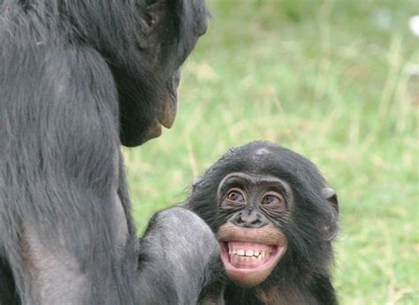 Chimpanzee Behavior Isn't Just Monkey Business. It's Culture. | Essay ...