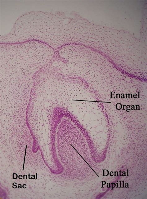 Tooth development – Histology and Embryology for Dental Hygiene