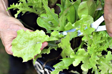 Harvesting Leaf Lettuce - Grateful Prayer | Thankful Heart