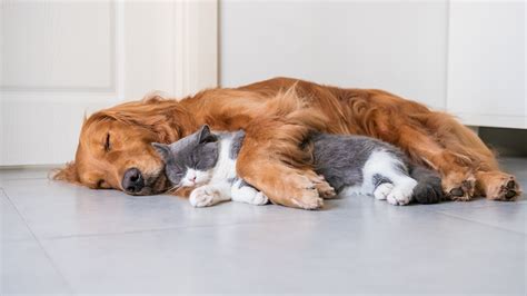 Image dog Cats Lying down Two Sleep animal