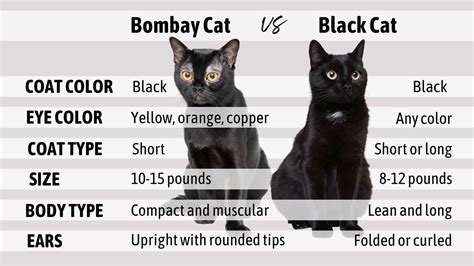 Bombay Cat Vs Black Cat: How To Differentiate Them?