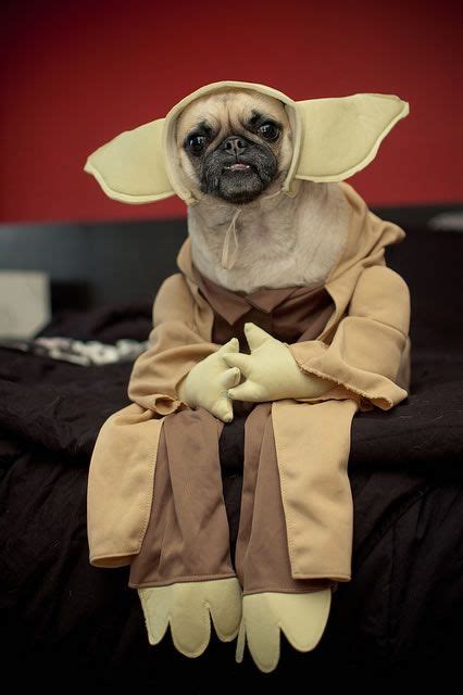 Dog Halloween Costumes 17 Crazy Pug Pics | Disfraces para perros ...