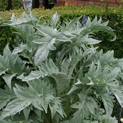 Buy cardoon Cynara cardunculus: £5.99 Delivery by Crocus