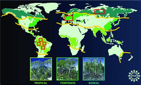 Distribution of the three main forest types considered for the global ...