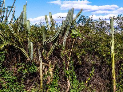 Thorn forest | Definition, Description, Biome, Plants, & Facts | Britannica